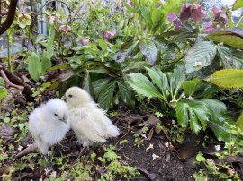 うこっけいのひよこ うこっけいのひよこ