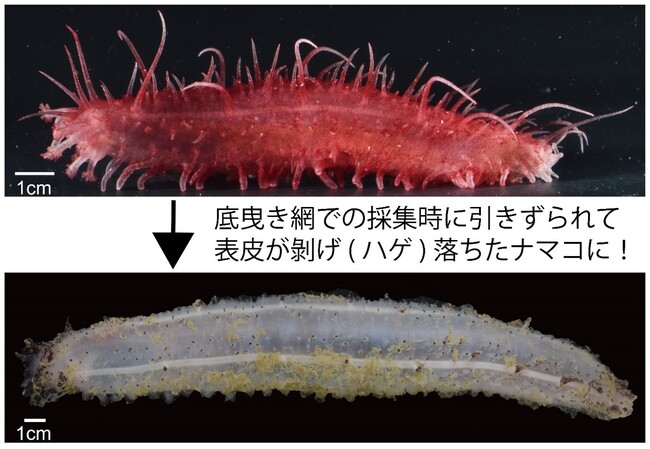 【国立科学博物館】太平洋のハゲナマコから4新種候補を含む10種を発見！～世界各国の博物館標本の遺伝子解析から多様性を明らかに～