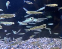 【京都水族館】いくらちゃんがいない!?いつもの食卓の謎を解く!
「育て！いくらちゃん2025」