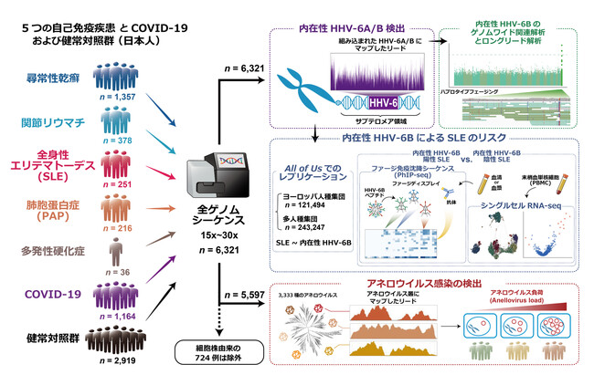 【慶應義塾】内在性ヘルペスウイルス6Bは自己免疫疾患のリスク因子である