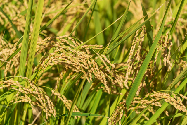 コメ高値でも苦境　「コメ農家」の倒産・廃業、過去最多前年比2割の急増　赤字が常態化、生産者の高齢化も影響