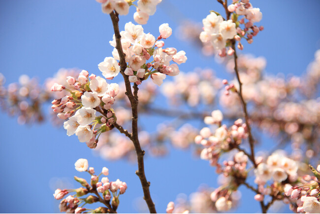 【望楼NOGUCHI函館】公式ホームページ限定の早期割引でゴールデンウィークはお得にご宿泊