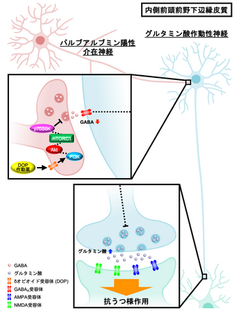 オピオイドδ受容体作動薬の即効性抗うつ作用の機序解明 ～臨床応用の実現に向け大きく前進～