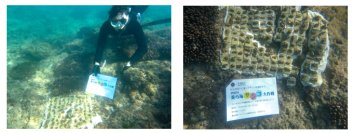 【オリックス自動車】「美ら海サンゴ大作戦2024」キャンペーン結果報告 沖縄県浦添市港川の海に132本の養殖サンゴを移植