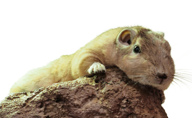 見られるのは日本でたった2施設だけ！足立区生物園で砂漠の妖精グンディの展示を開始します