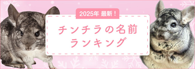 【2025年最新】チンチラの名前ランキングを発表！