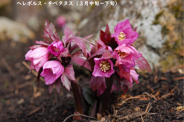 【六甲高山植物園】3月15日（土）シーズンOPEN！新イベント 『え！こんな近くに？！高山植物』開催