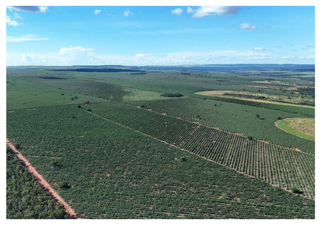 中南米地域を対象とする森林ファンド The Reforestation Fund への出資契約を締結