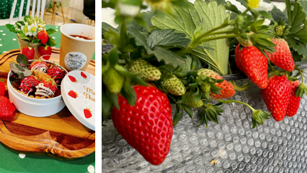 【こどもの休日の過ごし方】雪印メグミルク工場見学&イチゴ狩りツアー開催のお知らせ