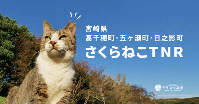 宮崎の山間部で生きる猫に無料で不妊手術を実施。猫の殺処分ゼロを目指す公益法人と行政がタッグを組んだプロジェクトが始動！