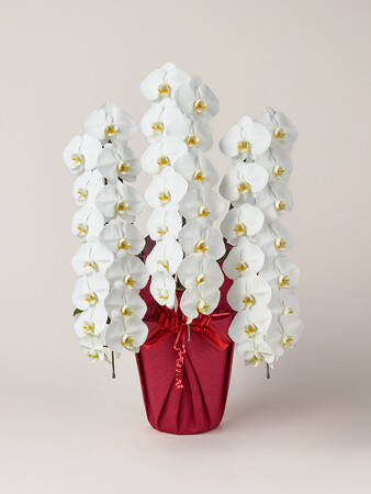 幸せをつなぐ、胡蝶蘭専門サイト「Flower Smith Gift(フラワースミスギフト)オープン！