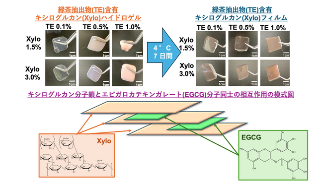 新たな口腔粘膜炎治療薬として有望な茶カテキン含有ゲル剤を開発 ～使い勝手の良い口腔粘膜炎治療薬の開発に向けて～