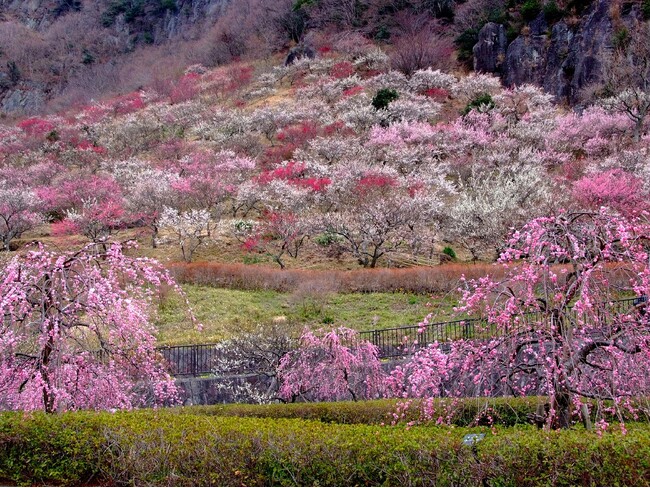 【海石榴/山翠楼SANSUIROU/湯河原 千代田荘】湯河原温泉で梅の香りに包まれませんか？ ～湯河原梅林「梅の宴」鑑賞特別プラン～
