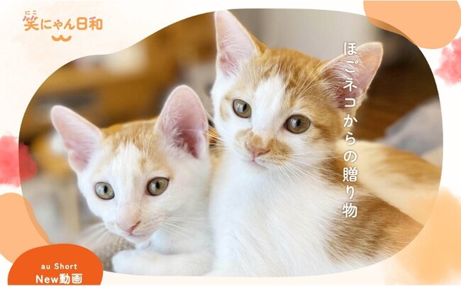 当社完全子会社WHDC アクロディア株式会社、保護猫応援プロジェクト「笑にゃん日和」にてサービスサイト、及び、公式 X アカウントを開設～保護猫たちの日常から里親との出会いまで、心温まる情報を発信～