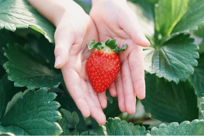 【1万分の1から見つけた奇跡のいちご】M15（Morinoichigo）が登場！