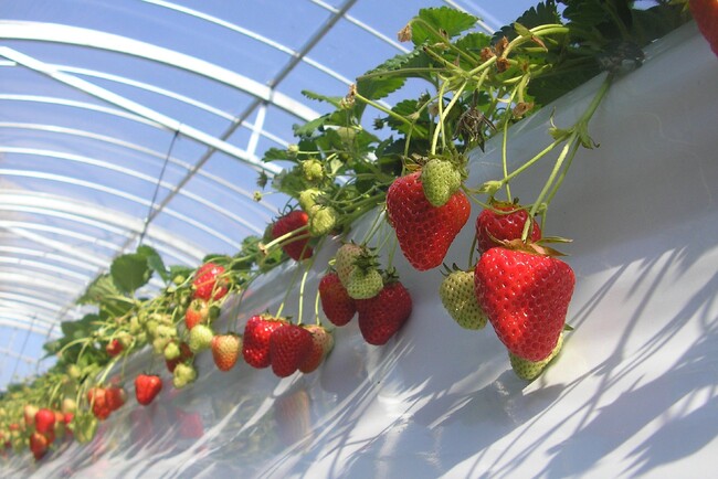 【グランドニッコー淡路】一足先に春気分を満喫、淡路島フルーツ農園いちご狩り体験プランを1月23日（木）より販売開始。