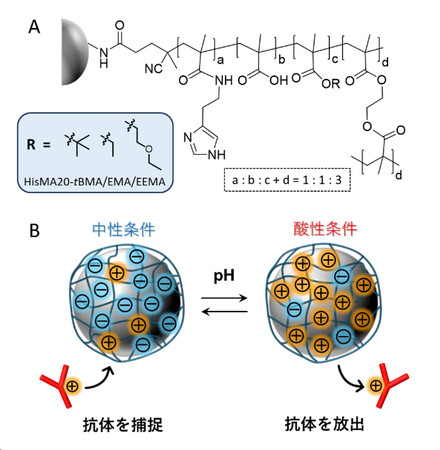 【慶應義塾】ペプチド模倣高分子による新規抗体精製法の開発