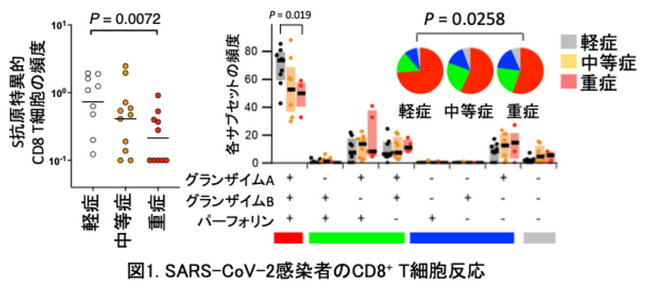 COVID-19重症化メカニズムを解明