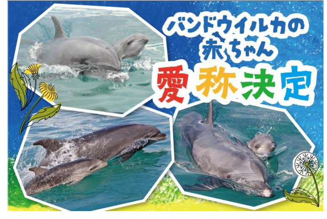 【横浜・八景島シーパラダイス】昨夏誕生した３頭のバンドウイルカ 赤ちゃんの愛称が決定！【バンドウイルカ赤ちゃん愛称決定】
