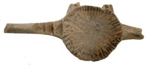 【日本大学】先史時代にイルカ個体群が交代 日大がDNA解析等で解明