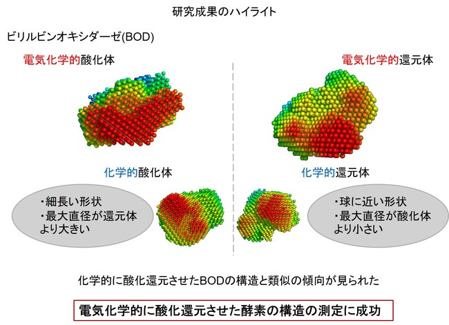 電気化学小角X線散乱法により、酸化還元酵素の酸化体・還元体の構造を解明 ～生物学的試料における初の試み～