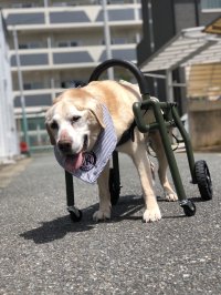 わん・ステップ、犬の車いすイージーオーダーを3月より開始　～愛犬の生活の質を向上させる革新的な犬の車いすが誕生～