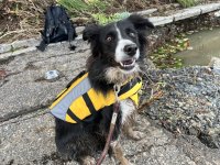 災害救助犬「カミーノ」6歳記念のクラウドファンディングを2月1日(土)まで実施！災害救助犬の育成費への支援を募集