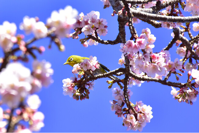 伊豆・城ケ崎海岸のフラワーガーデンで寒桜が見頃に！愛らしいメジロも飛来
