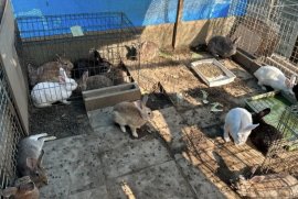 学校で飼育されてるうさぎ 学校で飼育されてるうさぎ
