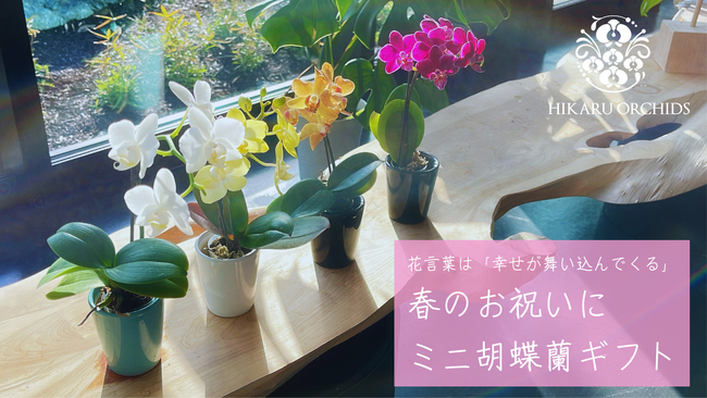 花言葉は「幸せが舞い込んでくる」春のお祝いに最適なミニ胡蝶蘭ギフトが登場！