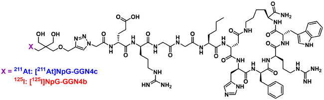 高い腫瘍選択性を示す悪性黒色腫の標的アルファ線治療用薬剤を開発～安全で効果的な難治性悪性黒色腫の新規治療法として期待～
