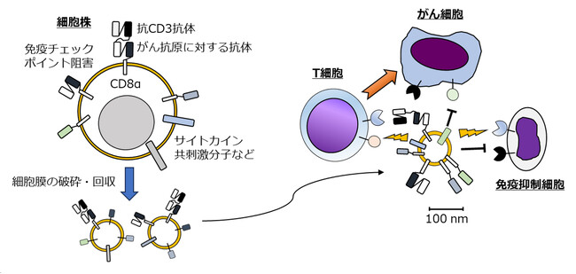 【慶應義塾】細胞膜小胞による新しいがん免疫療法製剤を開発