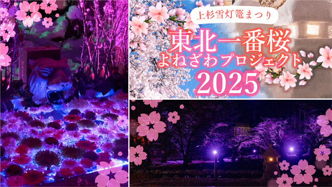 大きな話題を生んだ、米沢の伝統の灯を次世代につなぐ「東北一番桜よねざわプロジェクト」。2025年も実施決定！