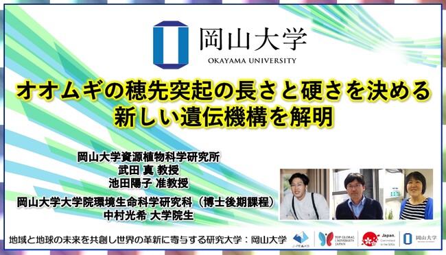 【岡山大学】オオムギの穂先突起の長さと硬さを決める新しい遺伝機構を解明