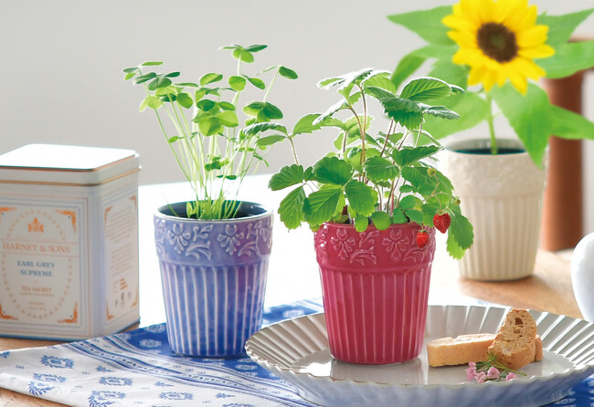 母の日ギフトにぴったり。伝統工芸『美濃焼』の器で植物を育てる『Grace Garden』、1月27日新発売。