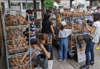 オーガニック給食推進で有機JASキノコ収穫体験催事を実施　子供たちや給食関係者との交流会で食育活動を提案