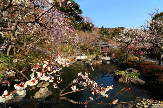 【鎌倉】早春の長谷寺拝観引換券付き宿泊プラン販売