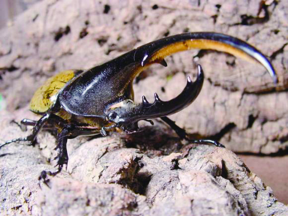 【こどもの休日の過ごし方】10名限定の昆虫教室を開催！ヘラクレスオオカブト（オス）をプレゼント！