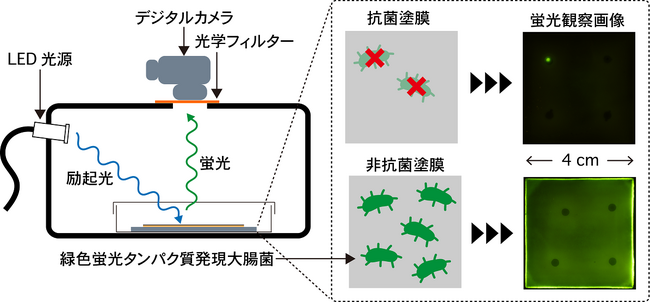 塗膜の抗菌効果を可視化する評価系を開発