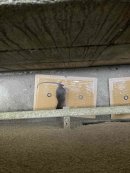 駆除の様子(1) 駆除の様子(1)