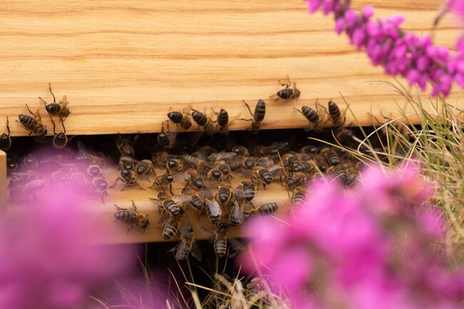 GUERLAIN WOMEN FOR BEES：女性養蜂家育成プログラム 2025年 募集開始のお知らせ