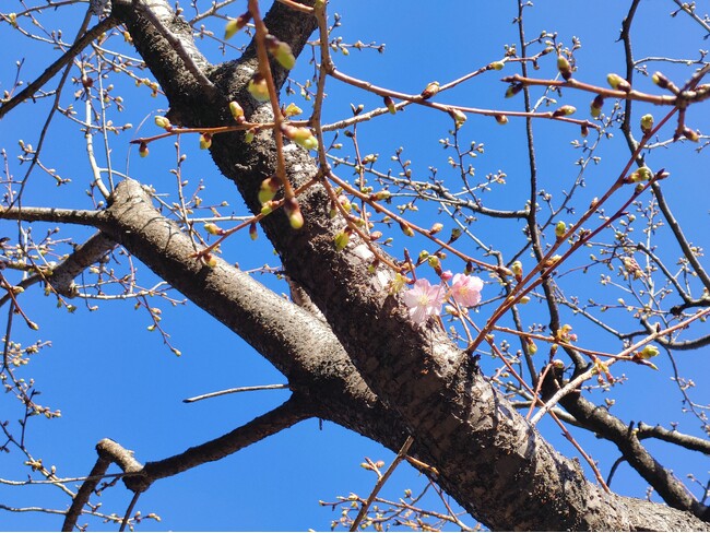 【ホテル椿山荘東京】2月3日の立春の日に春の訪れ！河津桜「標本木」が日本庭園内にて開花