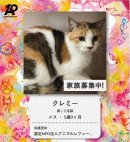 保護猫プロフィール イメージ 保護猫プロフィール イメージ