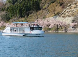 海津大崎の桜とメグミ 海津大崎の桜とメグミ