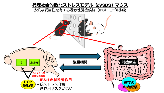 脳に作用する画期的な過敏性腸症候群（IBS）治療薬開発に光 ～オピオイドδ受容体作動薬が脳の特定部位を介して過敏性腸症候群の症状を緩和～
