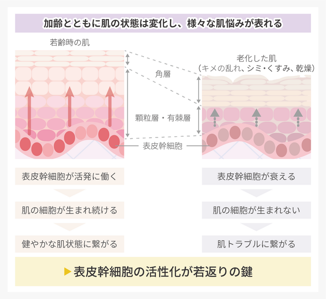 ローヤルゼリーが肌の再生や老化抑制に関わる表皮幹細胞を活性化し、ターンオーバーを促進することで肌の若返りを促す可能性
