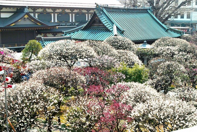 「第68回 文京梅まつり」を開催します