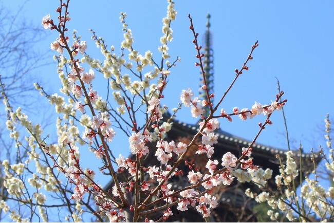 横浜・三溪園　第51回　観梅会を開催します(2/9~)