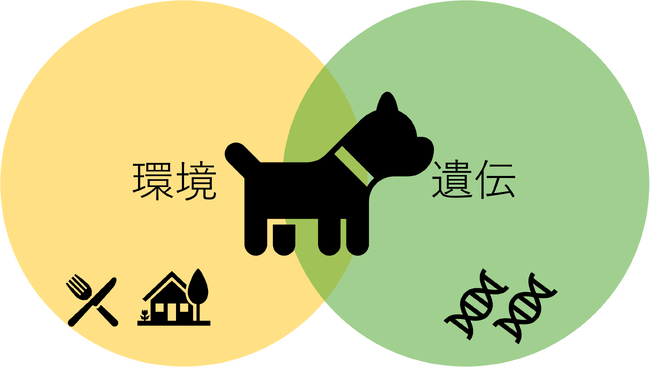 小型犬の性格と遺伝の関係の一端が明らかに
