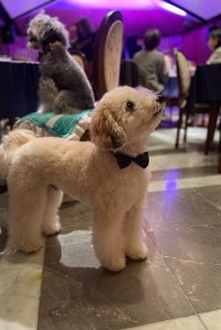 愛犬と楽しむ音楽イベント「わんわんサウンドシエスタVol.1」東京・麻布のコンサートホール『霞町音楽堂』で3月22日に開催！